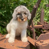 Steel, a male Poodle - Multi-Colored Standard and Poodle - Standard  for sale in Forrest, IL – 6 of 9