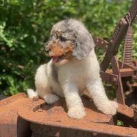 Steel, a male Poodle - Multi-Colored Standard and Poodle - Standard  for sale in Forrest, IL – 3 of 9