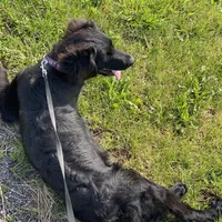 Bella, a female Golden Mountain Dog for sale in Forrest, IL – 7 of 9