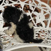 Cosmo, a male Poodle - Standard  for sale in Forrest, IL – 6 of 6