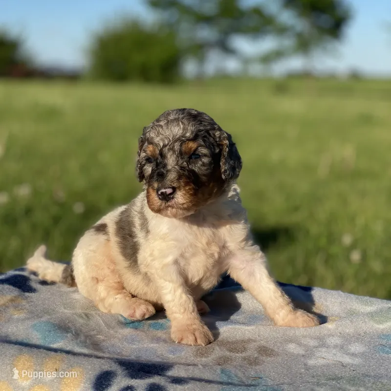 Steel – Poodle - Multi-Colored Standard, Poodle - Standard  puppy for sale in Forrest, IL