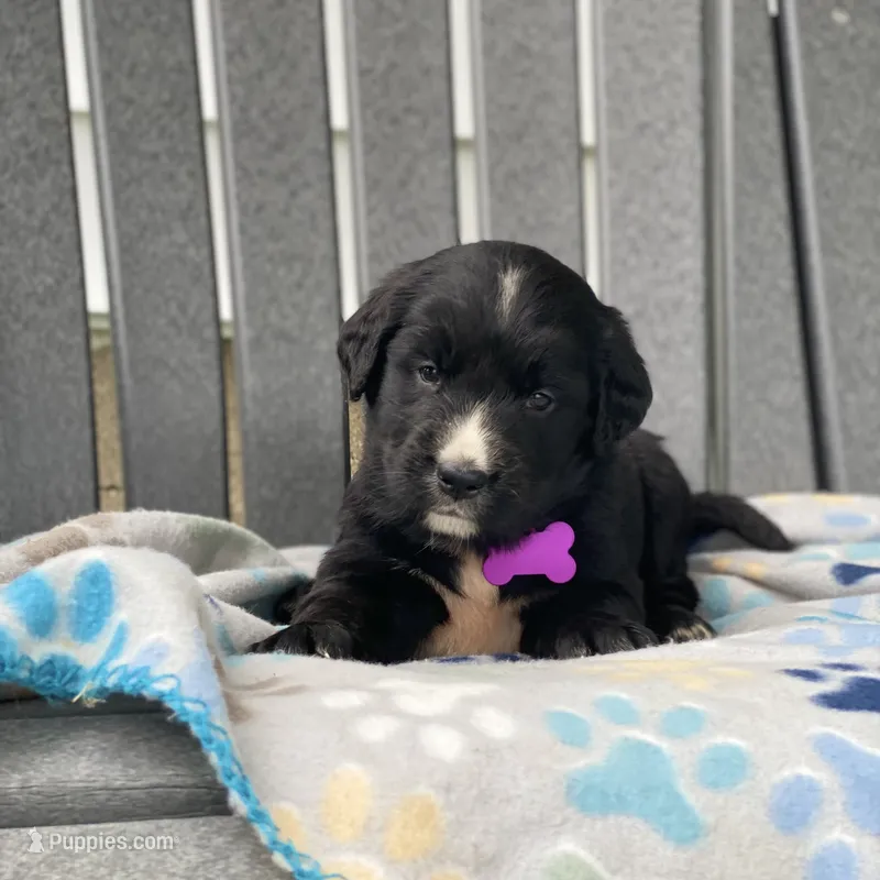 Willow – Golden Mountain Dog puppy for sale in Forrest, IL