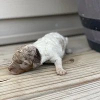 Snickers, a female Poodle - Multi-Colored Standard and Poodle - Standard  for sale in Forrest, IL – 1 of 4