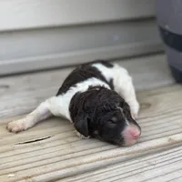 Milo, a male Poodle - Multi-Colored Standard and Poodle - Standard  for sale in Forrest, IL – 5 of 5