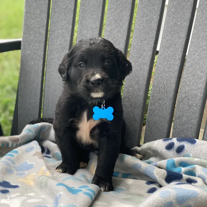 Clover – Golden Mountain Dog puppy for sale in Forrest, IL