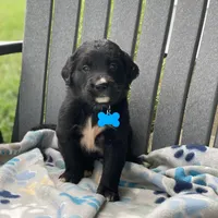 Clover, a female Golden Mountain Dog for sale in Forrest, IL – 1 of 8