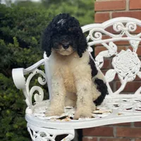 Nova, a female Poodle - Multi-Colored Standard and Poodle - Standard  for sale in Forrest, IL – 2 of 4
