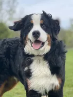Bernese Mtn Dog Puppies Expected, a  Bernese Mountain Dog for sale in Forrest, IL – 8 of 10
