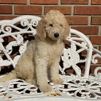 Luna, a female Poodle - Multi-Colored Standard for sale in Forrest, IL – 5 of 6