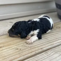 Aspen, a female Poodle - Multi-Colored Standard and Poodle - Standard  for sale in Forrest, IL – 2 of 5