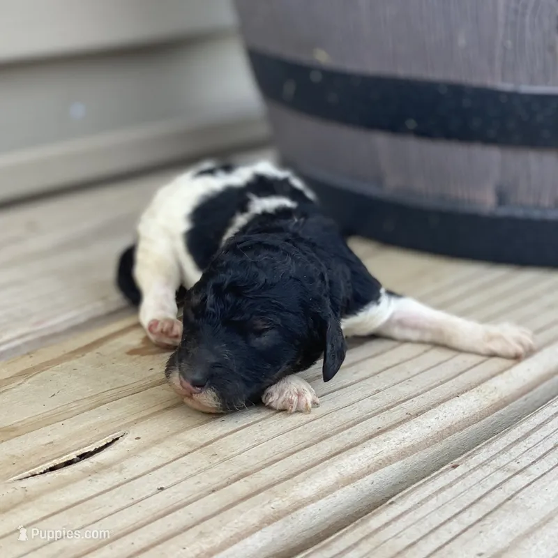 Trixy – Poodle - Multi-Colored Standard, Poodle - Standard  puppy for sale in Forrest, IL