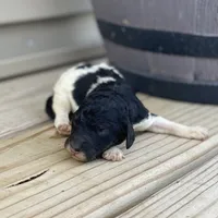 Trixy, a female Poodle - Multi-Colored Standard and Poodle - Standard  for sale in Forrest, IL – 1 of 4