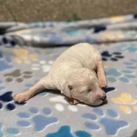 Luna, a female Poodle - Multi-Colored Standard for sale in Forrest, IL – 1 of 3