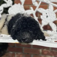 Cosmo, a male Poodle - Standard  for sale in Forrest, IL – 2 of 6