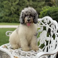 Storm, a male Poodle - Multi-Colored Standard for sale in Forrest, IL – 3 of 7