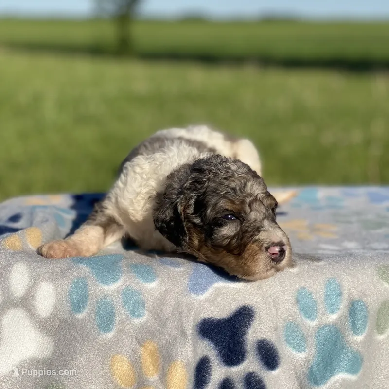 Rocky – Poodle - Multi-Colored Standard puppy for sale in Forrest, IL