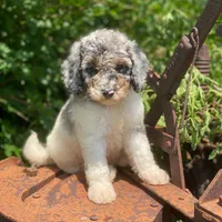 Storm, a male Poodle - Multi-Colored Standard for sale in Forrest, IL – 4 of 10