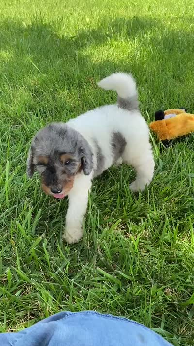 Steel, a male Poodle - Multi-Colored Standard and Poodle - Standard  for sale in Forrest, IL – 8 of 9