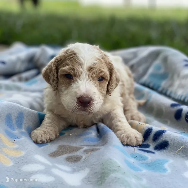 Rover – Poodle - Multi-Colored Standard puppy for sale in Forrest, IL