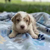 Rover, a male Poodle - Multi-Colored Standard for sale in Forrest, IL – 1 of 5