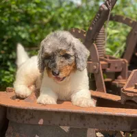Steel, a male Poodle - Multi-Colored Standard and Poodle - Standard  for sale in Forrest, IL – 4 of 9