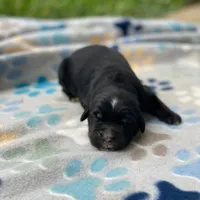 Charlie, a male Golden Mountain Dog for sale in Forrest, IL – 2 of 3