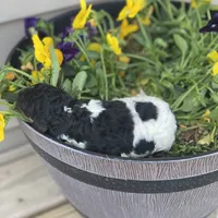 Aspen, a female Poodle - Multi-Colored Standard and Poodle - Standard  for sale in Forrest, IL – 3 of 5