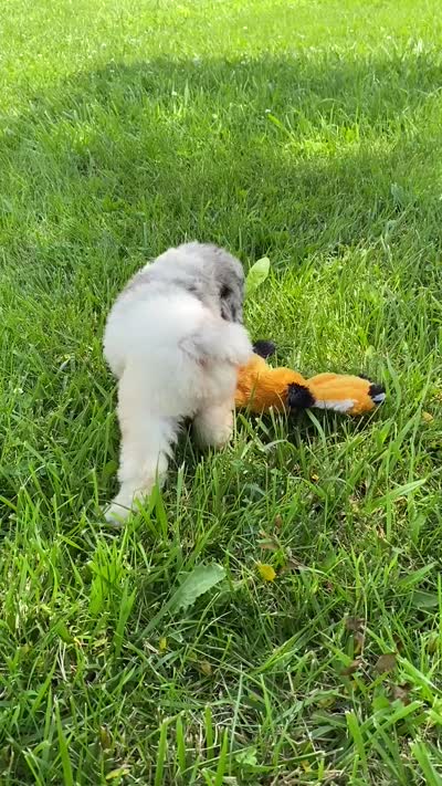 Storm, a male Poodle - Multi-Colored Standard for sale in Forrest, IL – 9 of 10