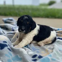 Nova, a female Poodle - Multi-Colored Standard and Poodle - Standard  for sale in Forrest, IL – 1 of 8