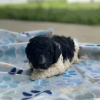 Cosmo, a male Poodle - Standard  for sale in Forrest, IL – 1 of 7