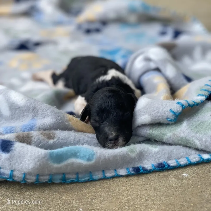 Aurora – Poodle - Standard  puppy for sale in Forrest, IL