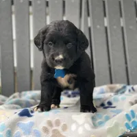 Clover, a female Golden Mountain Dog for sale in Forrest, IL – 2 of 8