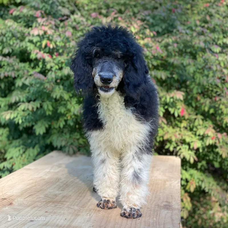 Trixy – Poodle - Standard  puppy for sale in Forrest, IL