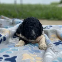 Cosmo, a male Poodle - Standard  for sale in Forrest, IL – 6 of 7