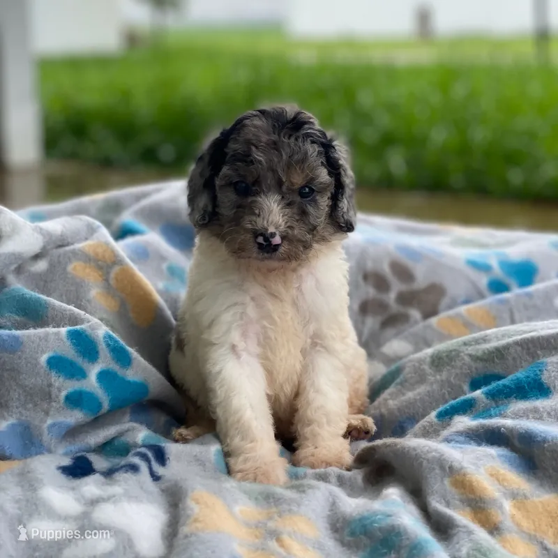 Zoey – Poodle - Multi-Colored Standard, Poodle - Standard  puppy for sale in Forrest, IL