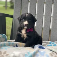 Sage, a female Golden Mountain Dog for sale in Forrest, IL – 2 of 7