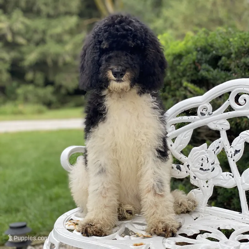 Trixy – Poodle - Standard  puppy for sale in Forrest, IL