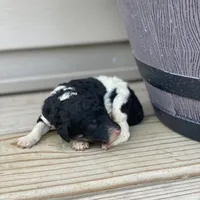 Winnie, a female Poodle - Multi-Colored Standard and Poodle - Standard  for sale in Forrest, IL – 4 of 5