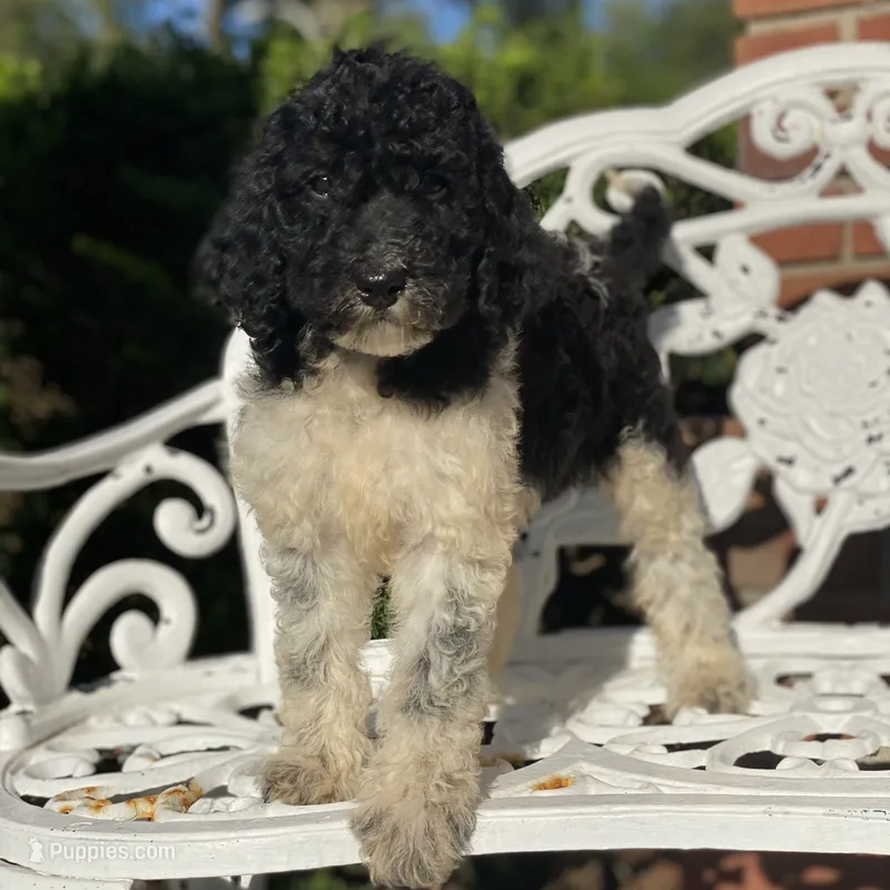 Aurora – Poodle - Standard  puppy for sale in Forrest, IL
