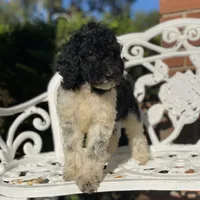 Aurora, a female Poodle - Standard  for sale in Forrest, IL – 3 of 5