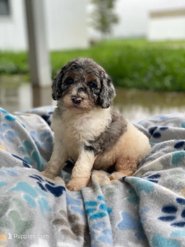 Storm – Poodle - Multi-Colored Standard puppy for sale in Forrest, IL