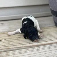 Trixy, a female Poodle - Multi-Colored Standard and Poodle - Standard  for sale in Forrest, IL – 3 of 4