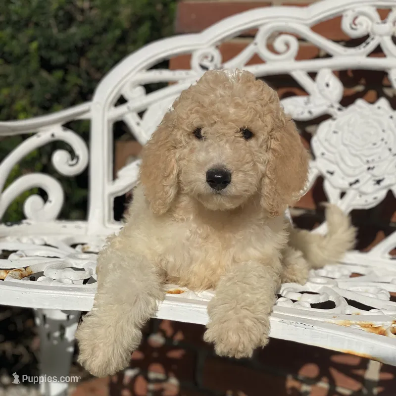 Luna – Poodle - Multi-Colored Standard puppy for sale in Forrest, IL