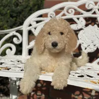 Luna, a female Poodle - Multi-Colored Standard for sale in Forrest, IL – 1 of 6