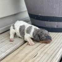 Steel, a male Poodle - Multi-Colored Standard and Poodle - Standard  for sale in Forrest, IL – 4 of 5