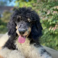 Trixy, a female Poodle - Standard  for sale in Forrest, IL – 2 of 7