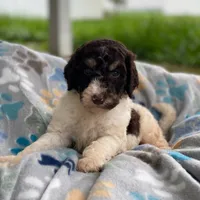 Milo, a male Poodle - Multi-Colored Standard for sale in Forrest, IL – 4 of 4