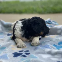 Polaris, a male Poodle - Multi-Colored Standard and Poodle - Standard  for sale in Forrest, IL – 3 of 8
