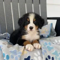 Red Boy, a male Bernese Mountain Dog for sale in Forrest, IL – 1 of 3