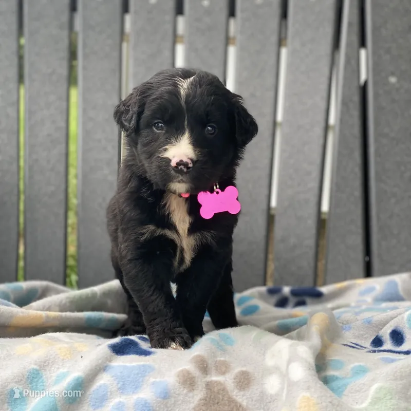 Sage – Golden Mountain Dog puppy for sale in Forrest, IL